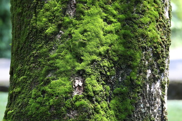 Green moss on a tree trunk.Close-up image