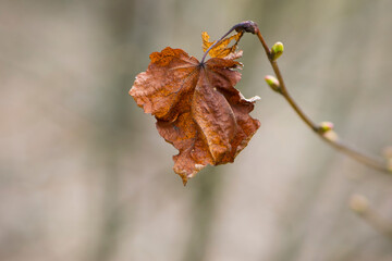 dry autumn leaf. The last autumn leaf before the beginning of winter. dry leaf on a branch. fall...
