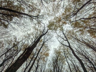 trees and sky