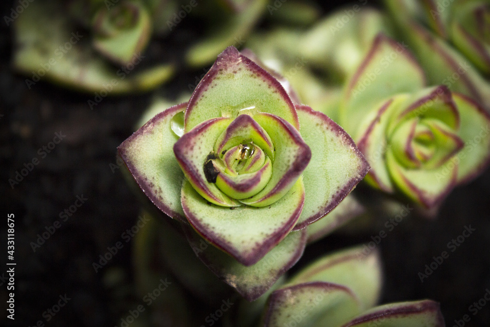 Wall mural succulent plant with rose shaped ramifications