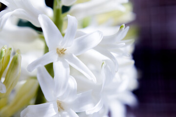 Obraz na płótnie Canvas White hyacinth in full spring bloom