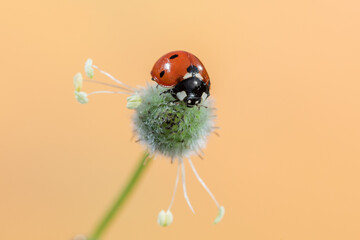 mariquita sobre una planta verde 