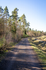 Fototapeta na wymiar Path in the woods in autumn with clear blue sky 