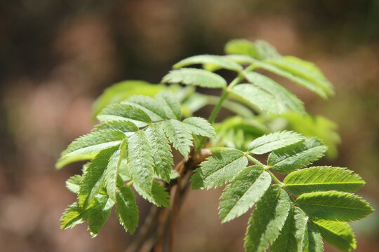 pubescent young mountain ash leaves in spring