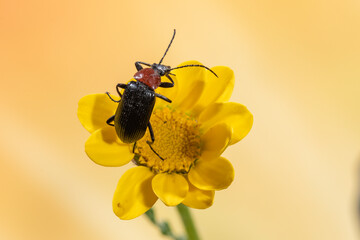 escarabajo rojo y negro en una flor amarilla 