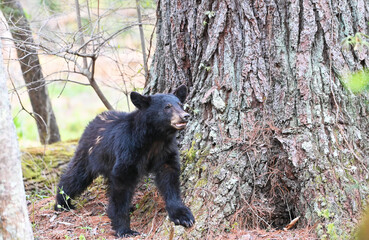 Black Bear by Tree