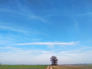 tree on a field