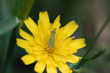 saltamontes verde en una flor amarilla 