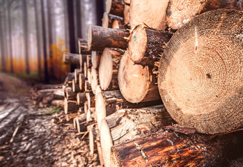 Log spruce trunks pile. Sawn trees from the forest. Logging timber wood industry. Cut trees along a...