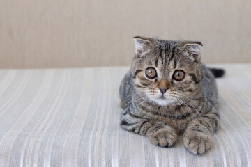 The cat is lying on a light sofa, a parody of a Scottish fold cat or a Scottish fold . The color is striped .