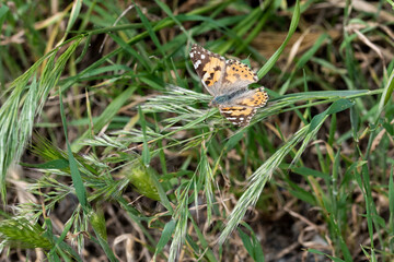 mariposa oculta entre los arbustos 