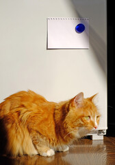 Ginger cat, fridge with paper blank, vertical photo