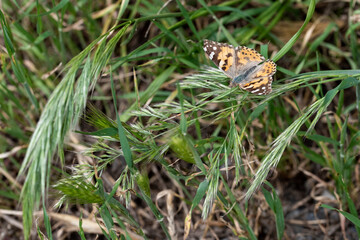 mariposa oculta entre los arbustos
