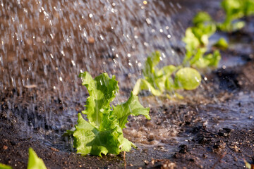 Young lettuce seedlings are being watered in a garden