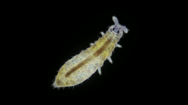 Collembola insect under the microscope, Order Poduromorpha.