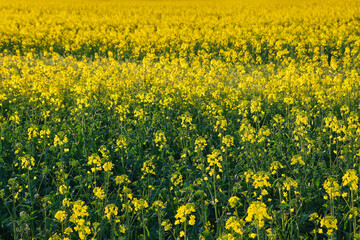 Yellow field of rape plant, used for making canola oil