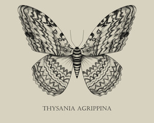 White witch moth (Thysania agrippina) biology book insect