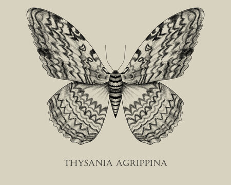 White Witch Moth (Thysania Agrippina) Biology Book Insect