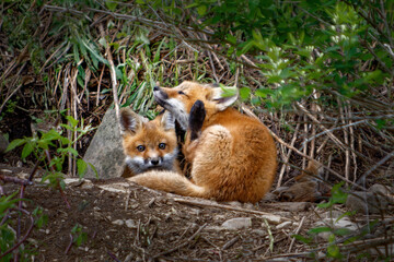 Fox pups outside the entrances of their den on Seward Raod in Windsor in Broome County in Upstate NY.  Red Fox Pups stay close to the safety of their den.  Early morning shot.  