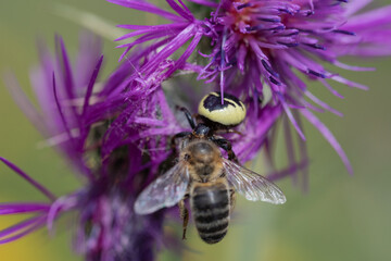 araña cazando y devorando a una abeja 