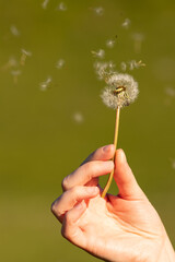 Hand holding a dandelion. Dandelion seeds floating in the air.