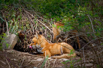 Fox pups outside the entrances of their den on Seward Raod in Windsor in Broome County in Upstate NY.  Red Fox Pups stay close to the safety of their den.  Early morning shot.  