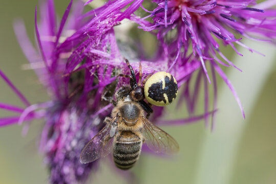ara&ntilde;a cazando y devorando a una abeja 