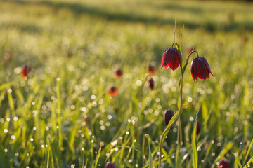 Snake's head fritillaria or chess flower. Red spring meadow flowers