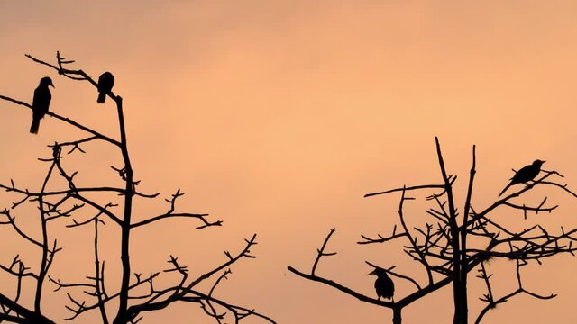 Birds on a tree branch with a beautiful sunset at the background.