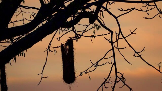 Oropendola or Conoto bird building a nest on a tree branch with beautiful sunset at the background