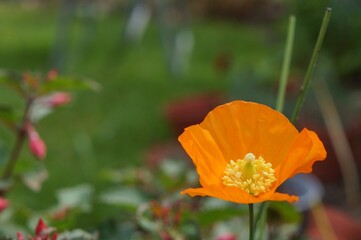 Fototapeta premium orange welsh poppy flower (Papaver cambric) with soft focus natural background
