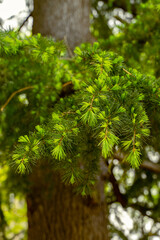 selective focus of cedrus deodara tree leafs (Himalayan cedar) in springtime with blurred background