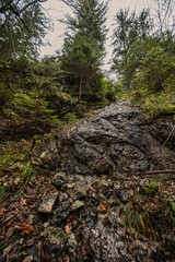 Mountain landscape. Misty forest. Natural outdoor travel background. Slovakia, Low Tatras, Demenovska hora and dolina vyvierania. Liptov travel. © Zedspider