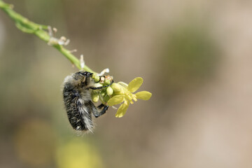  escarabajo coleópteros (Coleoptera) en una flor  