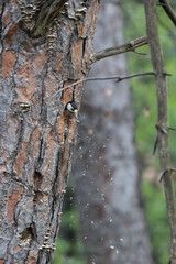 Great Spotted Woodpecker nesting in a pine trunk. In the picture he throws away the wood that he has previously chopped from inside the nest, cleaning it.
