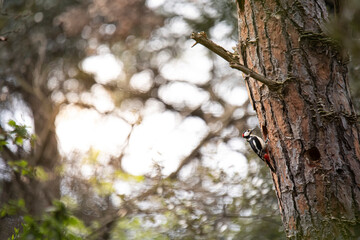 Male great spotted woodpecker.