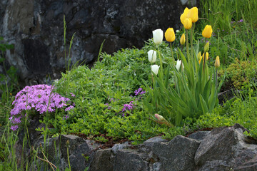 White and yellow tulips, and pink phloxes in a stone flower bed. Landscaping.