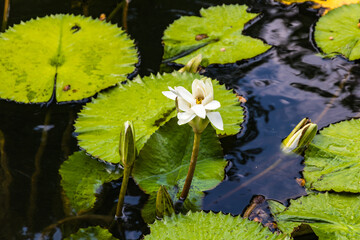 Beautiful water lilyin a pond