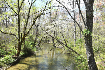 Creek through Forest