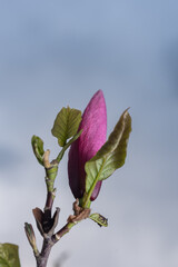 Magnolienbl&uuml;ten am Baum violett  mit Bl&auml;ttern