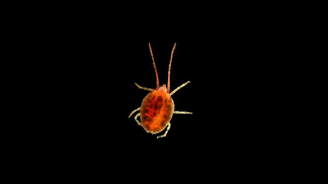 Clover mite Genus Bryobia under a microscope, family Tetranychidae.
