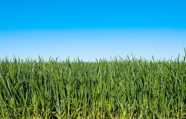 green wheat on a field on a sunny day