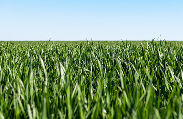 green wheat on a field on a sunny day