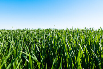 Obraz premium green wheat on a field on a sunny day