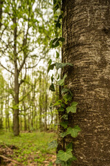 Obraz premium Buchenwald im Frühling