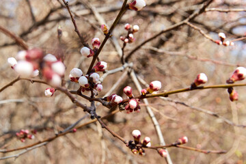 blooming apricot flowers in early spring with blurred background