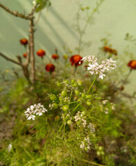 Beautiful flowers blooming in branch of green leaves plant, nature photography, ladybug on flower