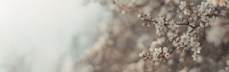 Beautiful floral spring abstract nature background with blooming cherry tree branches on background, landscape panorama, copy space.