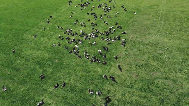 Aerial view of dairy cows grazing in a lush green pasture. Milk and beef production.