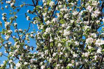 blooming apple tree on a sunny day against a blue sky